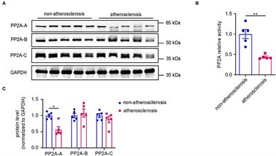 Protein Phosphatase 2A Deficiency in Macrophages Increases Foam Cell Formation and Accelerates Atherosclerotic Lesion Development